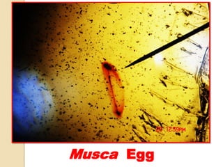 Musca Egg
 