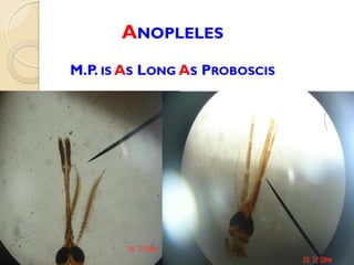 ANOPLELES
M.P. IS AS LONG AS PROBOSCIS
 