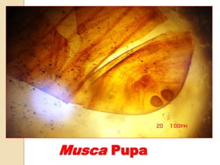 Musca Pupa
 