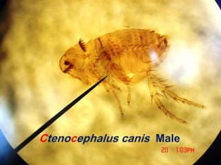 Ctenocephalus canis Male
 