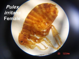 Pulex
irritans
Female
 