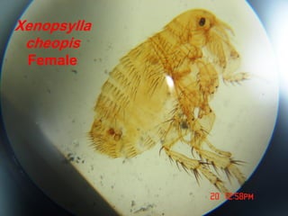 Xenopsylla
cheopis
Female
 