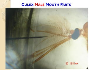 CULEX MALE MOUTH PARTS
 