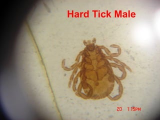 Hard Tick Male
 
