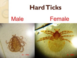 HardTicks
Male Female
 
