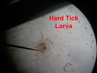 Hard Tick
Larva
 