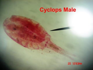 Cyclops Male
 