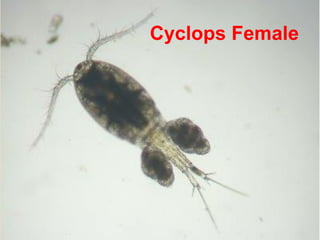 Cyclops Female
 