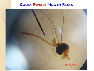 CULEX FEMALE MOUTH PARTS
 