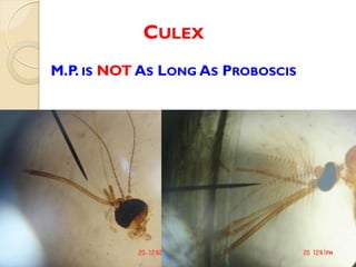 CULEX
M.P. IS NOT AS LONG AS PROBOSCIS
 