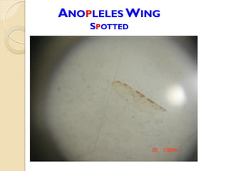 ANOPLELES WING
SPOTTED
 