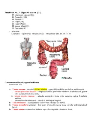 Practicals 3   digestive system iii
