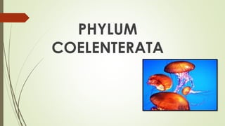 3. PHYLUM COELENTERATA
 About 10,000 species are known.
CHARACTERISTICS
 These are marine animals which may be solitary ...