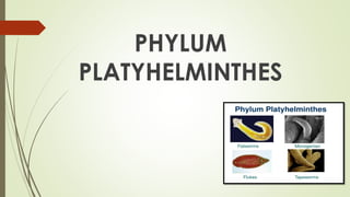 4. PHYLUM PLATYHELMINTHES
 About 6500 species are known. Common forms are Flukes and Tapeworms.
CHARACTERITICS
 They are...