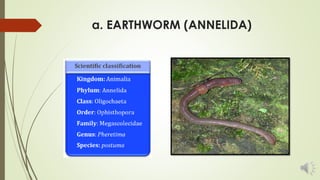 b. SAND WORM (ANNELIDA)
Kingdom: Animalia
Phylum: Annelida
Class: Polychaeta
Scientific name: Alitta virens
 