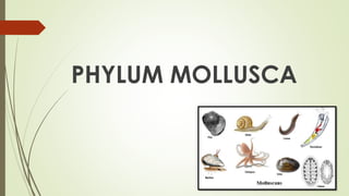 8. PHYLUM MOLLUSCA
 About 90000 species are known.
CHARACTERISTICS
 The animal are aquatic, some terrestrial forms are a...