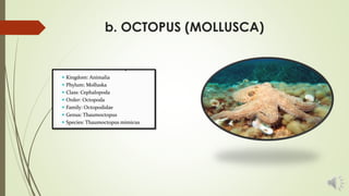 c. CUTTLE FISH (MOLLUSCA)
 