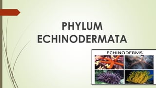 9. PHYLUM ECHINODERMATA
 These are marine animals. Almost 5000 species are known.
 CHARACTERISTICS
 The skin forms a ha...