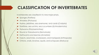 CLASSIFICATION OF INVERTEBRATES
Invertebrates are classified in to nine major phyla.
 Sponges (Porifera)
 Amoeba (Protoz...