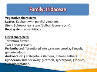 Vegetative characters:
Leaves: Equitant with parallel venation.
Stem: Subterranean stem (bulb, rhizome, corm).
Root system: adventitious.
Floral characters:
Trimerous flower.
Two bracts present.
Perianth: undifferentiated into calyx nor corolla, 6 tepals,
gamotepalous.
Androecium: 3 epitepalous stamens, extrose anthers.
Gynoecium: Inferior ovary, 3 carpels, syncarpous, 3 locules,
axile placentation.
 