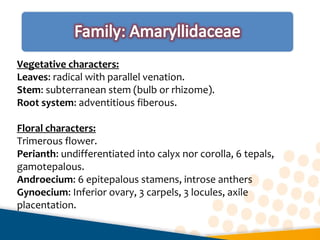 Vegetative characters:
Leaves: radical with parallel venation.
Stem: subterranean stem (bulb or rhizome).
Root system: adventitious fiberous.
Floral characters:
Trimerous flower.
Perianth: undifferentiated into calyx nor corolla, 6 tepals,
gamotepalous.
Androecium: 6 epitepalous stamens, introse anthers
Gynoecium: Inferior ovary, 3 carpels, 3 locules, axile
placentation.
 