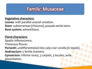 Vegetative characters:
Leaves: with parallel coastal venation.
Stem: subterranean (rhizome), pseudo-aerial stem.
Root system: adventitious.
Floral characters:
Spadix inflorescence.
Trimerous flower.
Perianth: undifferentiated into calyx nor corolla (6 tepals).
Androecium: 5 fertile stamens.
Gynoecium: Inferior ovary, 3 carpels, 3 locules, axile
placentation.
 