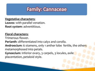 Vegetative characters:
Leaves: with parallel venation.
Root system: adventitious.
Floral characters:
Trimerous flower.
Perianth: differentiated into calyx and corolla.
Androecium: 6 stamens, only 1 anther lobe fertile, the others
metamorphosed into petals.
Gynoecium: Inferior ovary, 3 carpels, 3 locules, axile
placentation, petaloid style.
 