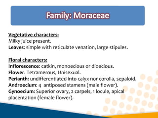 Vegetative characters:
Milky juice present.
Leaves: simple with reticulate venation, large stipules.
Floral characters:
Inflorescence: catkin, monoecious or dioecious.
Flower: Tetramerous, Unisexual.
Perianth: undifferentiated into calyx nor corolla, sepaloid.
Androecium: 4 antiposed stamens (male flower).
Gynoecium: Superior ovary, 2 carpels, 1 locule, apical
placentation (female flower).
 
