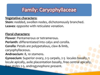Vegetative characters:
Stem: nodded, swollen nodes, dichotomously branched.
Leaves: opposite with reticulate venation.
Floral characters:
Flower: Pentamerous or tetramerous.
Perianth: differentiated into calyx and corolla.
Corolla: Petals are polypetalous, claw & limb,
caryophyllaceous.
Androecium: 8, 10 stamens.
Gynoecium: Superior ovary, 2-5 carpels, 2-5 locules basally, 1
locule apically, axile placentation basally, free central apically,
free styles 2-5, androgynophore present.
 