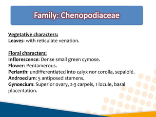 Vegetative characters:
Leaves: with reticulate venation.
Floral characters:
Inflorescence: Dense small green cymose.
Flower: Pentamerous.
Perianth: undifferentiated into calyx nor corolla, sepaloid.
Androecium: 5 antiposed stamens.
Gynoecium: Superior ovary, 2-3 carpels, 1 locule, basal
placentation.
 