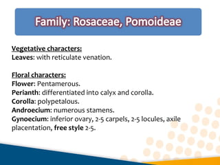 Vegetative characters:
Leaves: with reticulate venation.
Floral characters:
Flower: Pentamerous.
Perianth: differentiated into calyx and corolla.
Corolla: polypetalous.
Androecium: numerous stamens.
Gynoecium: inferior ovary, 2-5 carpels, 2-5 locules, axile
placentation, free style 2-5.
 