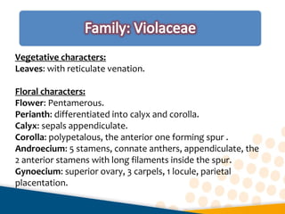Vegetative characters:
Leaves: with reticulate venation.
Floral characters:
Flower: Pentamerous.
Perianth: differentiated into calyx and corolla.
Calyx: sepals appendiculate.
Corolla: polypetalous, the anterior one forming spur .
Androecium: 5 stamens, connate anthers, appendiculate, the
2 anterior stamens with long filaments inside the spur.
Gynoecium: superior ovary, 3 carpels, 1 locule, parietal
placentation.
 