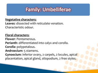 Vegetative characters:
Leaves: dissected with reticulate venation.
Characteristic odour.
Floral characters:
Flower: Pentamerous.
Perianth: differentiated into calyx and corolla.
Corolla: polypetalous.
Androecium: 5 stamens.
Gynoecium: inferior ovary, 2 carpels, 2 locules, apical
placentation, apical gland, stlopodium, 2 free styles.
 