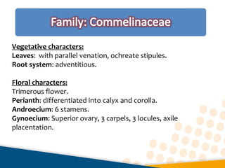 Vegetative characters:
Leaves: with parallel venation, ochreate stipules.
Root system: adventitious.
Floral characters:
Trimerous flower.
Perianth: differentiated into calyx and corolla.
Androecium: 6 stamens.
Gynoecium: Superior ovary, 3 carpels, 3 locules, axile
placentation.
 