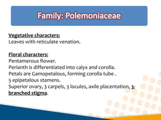 Vegetative characters:
Leaves with reticulate venation.
Floral characters:
Pentamerous flower.
Perianth is differentiated into calyx and corolla.
Petals are Gamopetalous, forming corolla tube .
5 epipetalous stamens.
Superior ovary, 3 carpels, 3 locules, axile placentation, 3-
branched stigma.
 