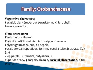 Vegetative characters:
Parasitic plant (root-root parasite), no chlorophyll.
Leaves scale-like.
Floral characters:
Pentamerous flower.
Perianth is differentiated into calyx and corolla.
Calyx is gamosepalous, 2-5 sepals.
Petals are Gamopetalous, forming corolla tube, bilabiate, ((2),
(3)).
4 epipetalous stamens, didynamous.
Superior ovary, 4 carpels, 1 locule, parietal placentation, bifid
stigma.
 