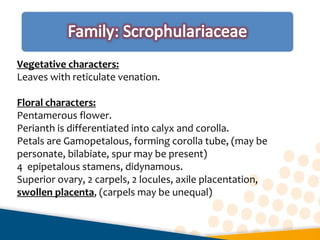 Vegetative characters:
Leaves with reticulate venation.
Floral characters:
Pentamerous flower.
Perianth is differentiated into calyx and corolla.
Petals are Gamopetalous, forming corolla tube, (may be
personate, bilabiate, spur may be present)
4 epipetalous stamens, didynamous.
Superior ovary, 2 carpels, 2 locules, axile placentation,
swollen placenta, (carpels may be unequal)
 