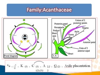 Practical flowering plant taxonomy all families