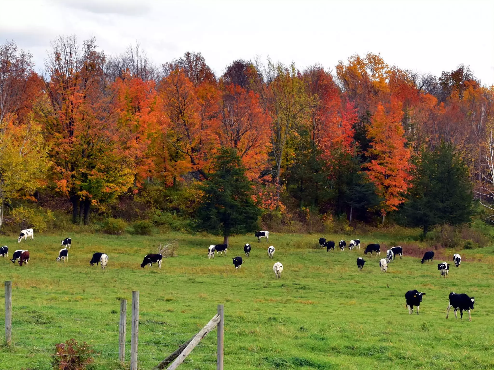 Joe McVeigh www.joemcveigh.org
 