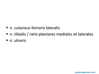  n. cutaneus femoris lateralis
 n. tibialis / rami plantares mediales et laterales
 n. ulnaris
www.varganeuro.com
 