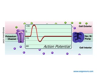 axonmembrane
www.varganeuro.com
 