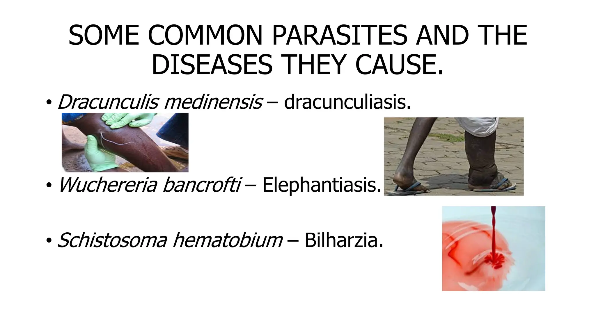 SOME COMMON PARASITES AND THE
DISEASES THEY CAUSE.
• Dracunculis medinensis – dracunculiasis.
• Wuchereria bancrofti – Elephantiasis.
• Schistosoma hematobium – Bilharzia.
 