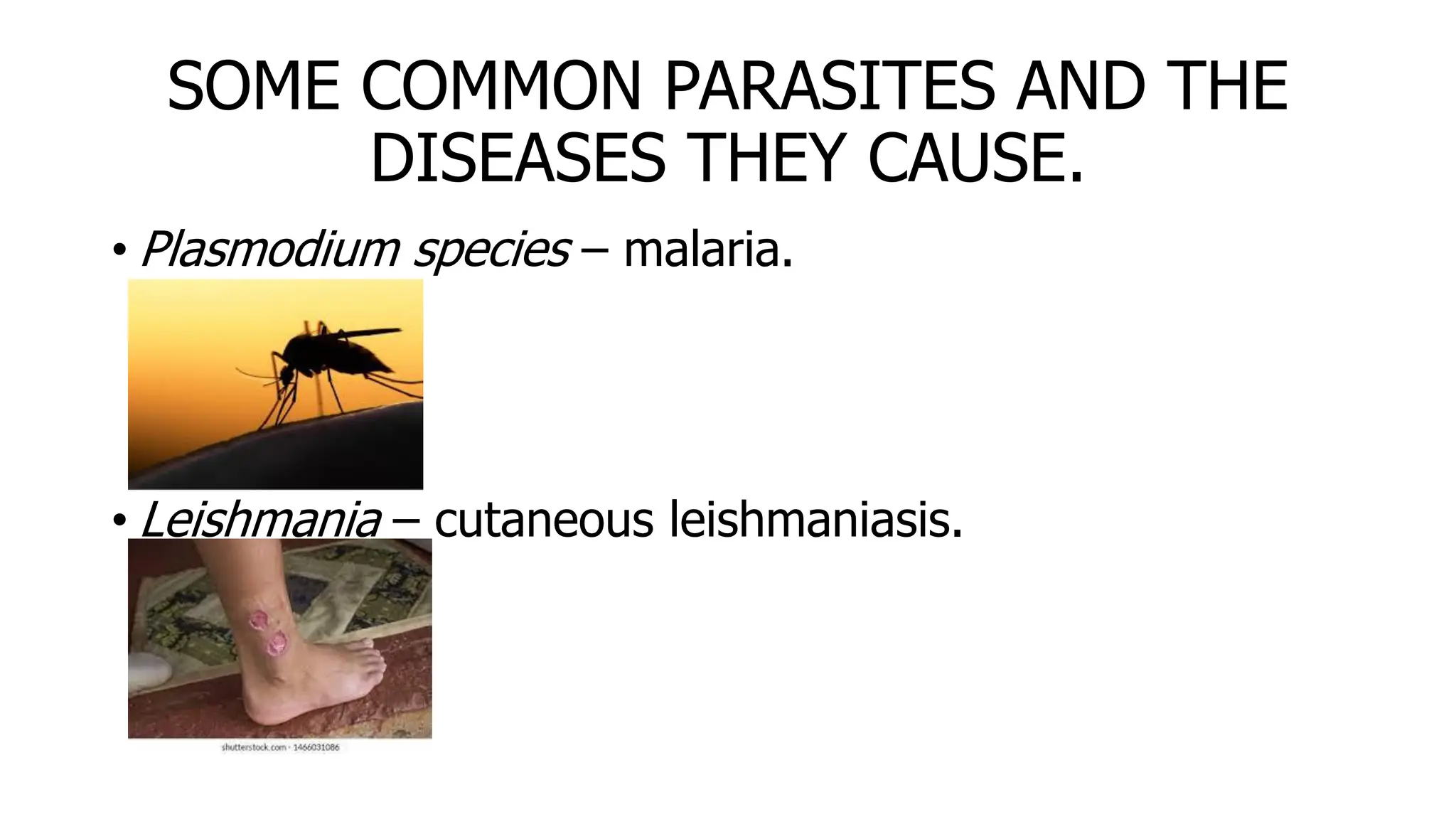 SOME COMMON PARASITES AND THE
DISEASES THEY CAUSE.
• Plasmodium species – malaria.
• Leishmania – cutaneous leishmaniasis.
 