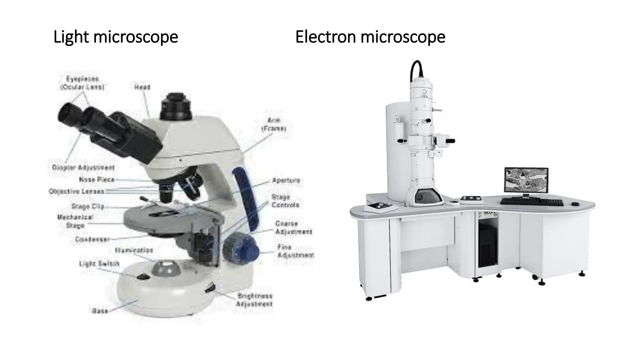 Light microscope Electron microscope
 