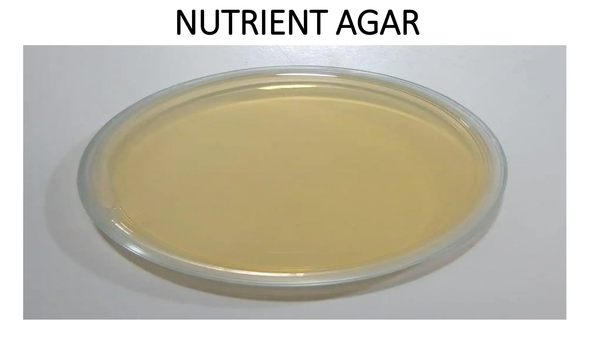 NUTRIENT AGAR
 