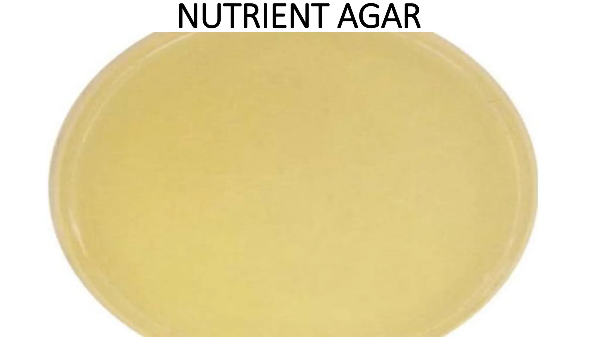 NUTRIENT AGAR
 