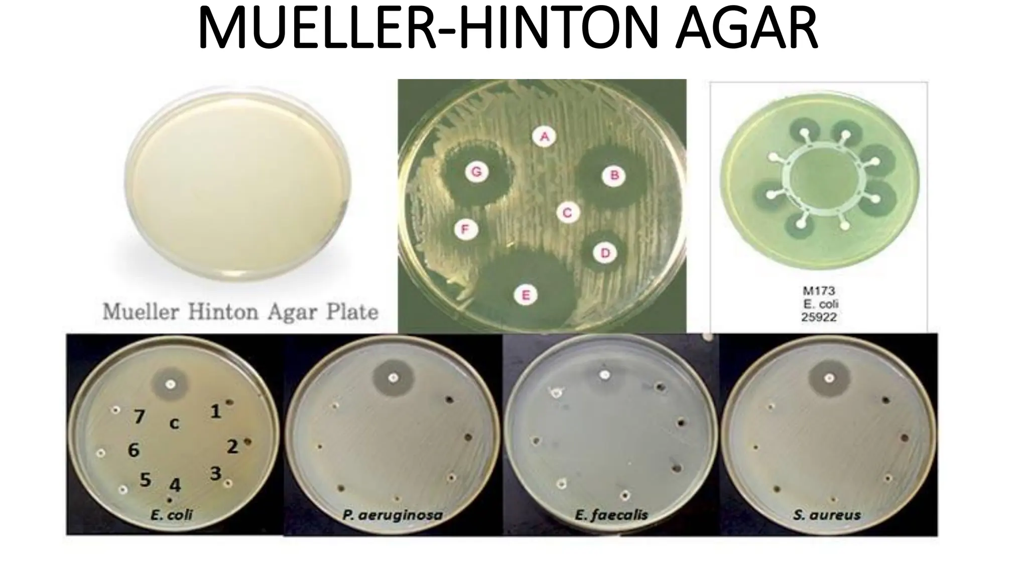 MUELLER-HINTON AGAR
 