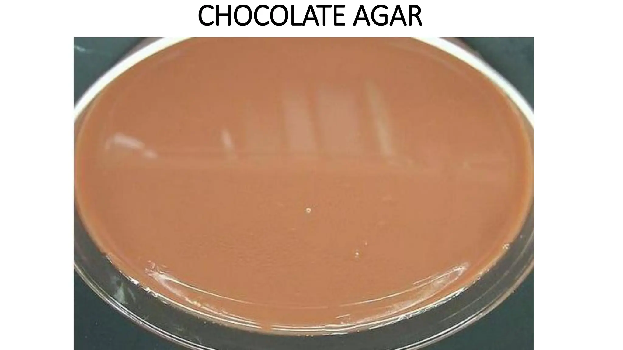 CHOCOLATE AGAR
 