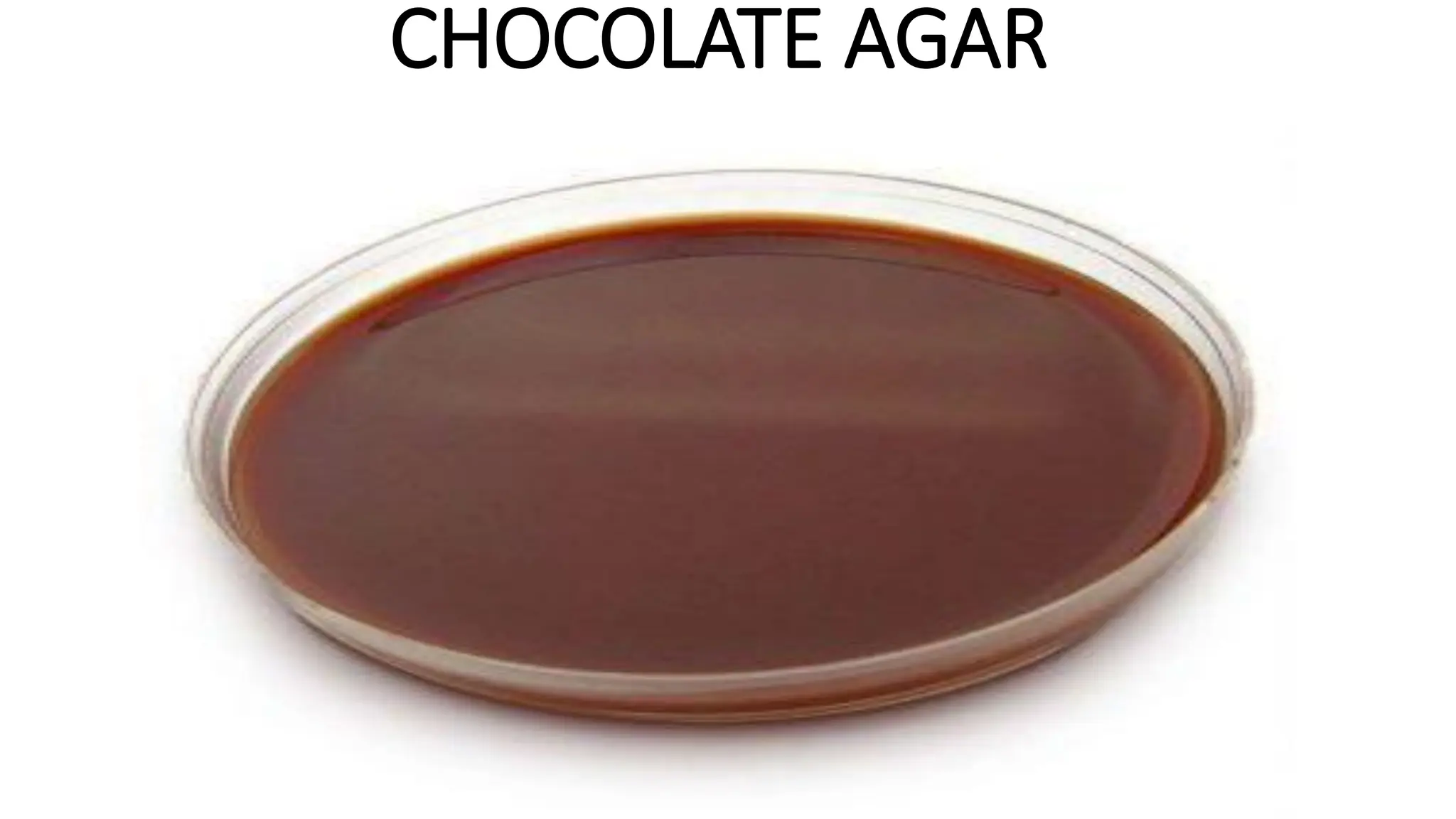 CHOCOLATE AGAR
 