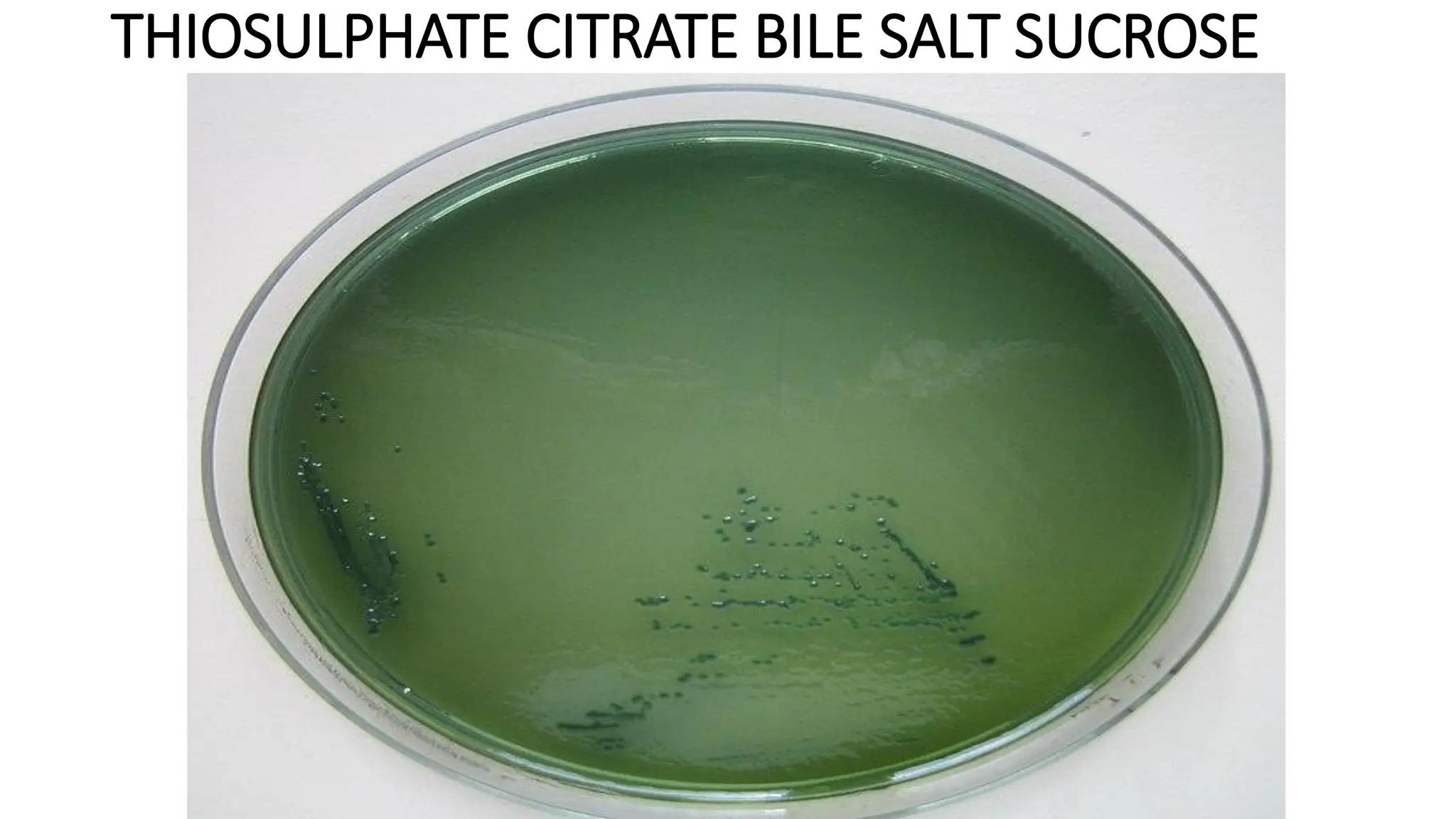 THIOSULPHATE CITRATE BILE SALT SUCROSE
 